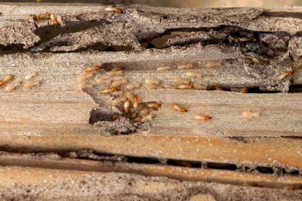 Best Commercial Pest Control Services  in Portage Lakes, OH